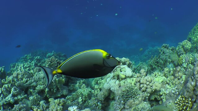 Brightly colored Orangespine unicornfish (Naso lituratus) swims slowly against the backdrop of a coral reef.