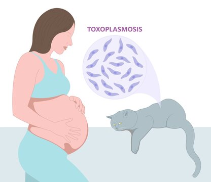 Toxoplasmosis cyst Fecal life cycle cat retina eye hiv aids mother child retina pet women animal faece poop fetal birth defect T. gondii poo meat pork virus fungi