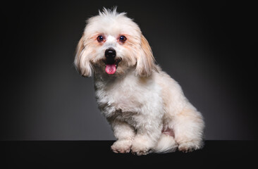 shih tzu dog