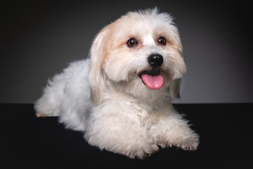 white miniature dog