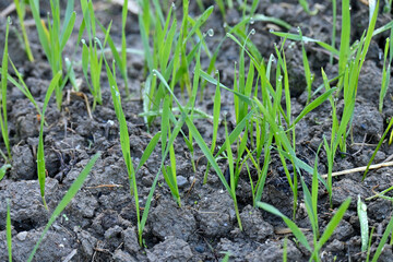 closeup the bunch small ripe green wheat stitch plant soil heap in the farm over out of focus green brown background.