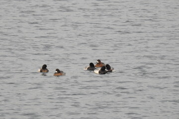 Greater scaup ducks, male and female, swimming in the wetland waters of Whidbey Island, in the Pacific Northwest, Washington State.