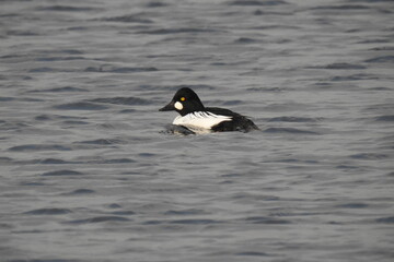 Fototapeta premium A common goldeneye duck swimming in a salt marsh on Whidbey Island, during a rain storm, Pacific Northwest, Washington State.