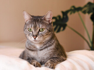 cute grey british cat with green eyes near the big leaf of the monstera palm leaf at home