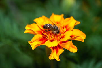 Yellow flowers with green leaves.