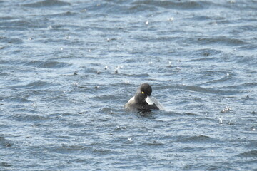 A male lesser scaup duck swimming in a salt marsh on Whidbey Island, during a rain storm, Pacific Northwest, Washington State.