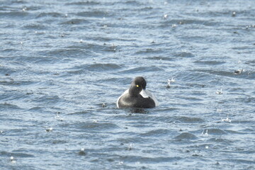 A male lesser scaup duck swimming in a salt marsh on Whidbey Island, during a rain storm, Pacific Northwest, Washington State.