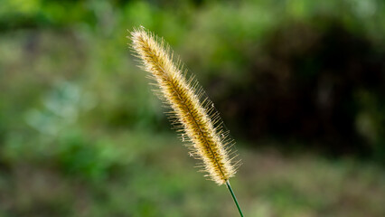 Cenchrus purpureus, synonym Pennisetum purpureum, also known as Napier grass, elephant grass or Uganda grass, is a species of perennial tropical grass.