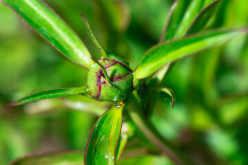 A bud of an emerging flower. Green leaves and bud.
