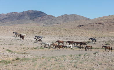 Fototapeta na wymiar Herd of Wild Horses in the Utah Desert in Summer