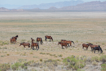 Herd of Wild Horses in the Utah Desert in Summer