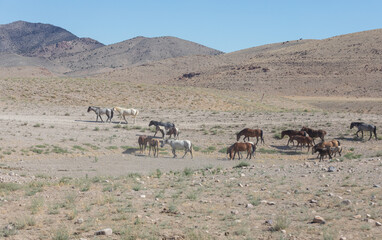 Fototapeta na wymiar Herd of Wild Horses in the Utah Desert in Summer