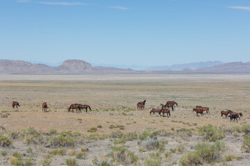 Herd of Wild Horses in the Utah Desert in Summer