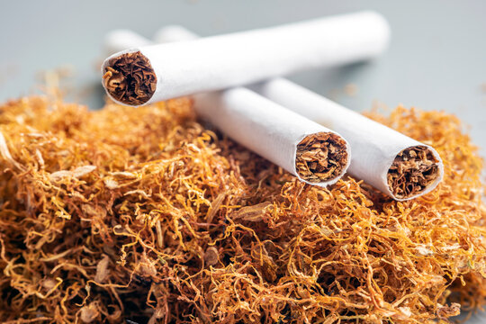 Processed tobacco and cigaret are common name of several plants in the genus nicotiana of the family solanaceae, and the general term for any product prepared from the cured leaves of these plants.