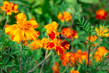 Yellow flowers with green leaves.