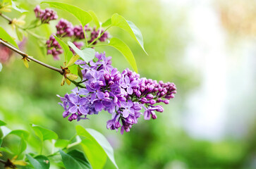 A sprig of blooming lilacs in the spring. Vegetation background