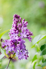 Plant background. A branch of lilac flowers against a background of foliage