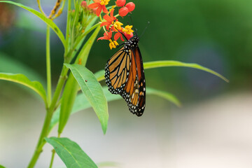 Naklejka premium The monarch butterfly (Danaus plexippus)
