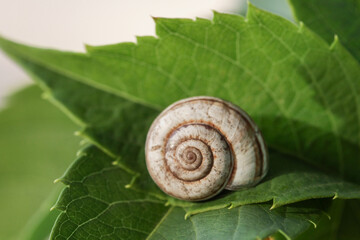 Garden Grape Snail go into hibernation. Helix pomatia, Roman snail. escargot during hibernation on green fresh leaf grape