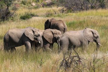 Naklejka na ściany i meble Africa Elephant, Pilanesberg National Park
