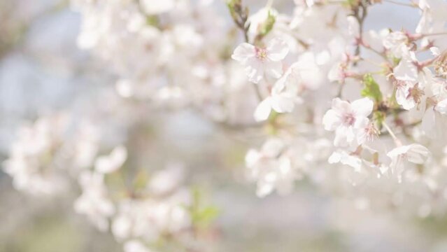 桜のイメージ動画（ナチュラル）