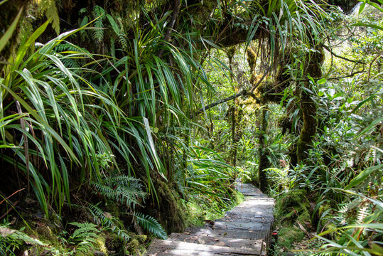 A jungle trail with wooden board in Bebour forest, Trou de Fer, La Reunion, France.