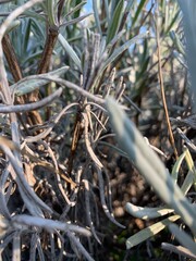 Mornac-sur-Seudre en hiver