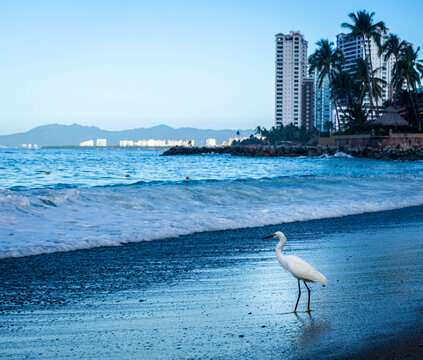foto de una garza en la playa con un edificio de fondo