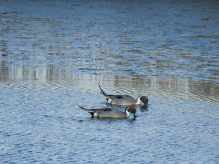 Two male, northern pintail ducks foraging for aquatic foods, in the waters of the Edwin B Forsythe National Wildlife Refuge, Galloway, New Jersey.
