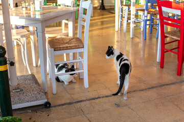 Two stray black and white cats fight under a table at a sidewalk cafe on the Greek island of...