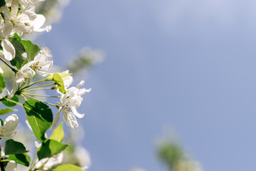 Blooming apple tree on the background of blue sky close-up.Natural and floral background..Selective focus,copy space.