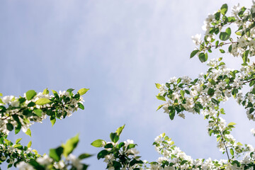Blooming apple tree on the background of blue sky close-up.Natural and floral background..Selective focus,copy space.