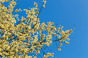 blossoming blooming blooming   catkin or ament on a branch of a spring tree against a blue sky