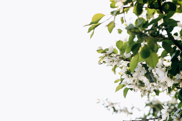 Blooming apple tree on the background of sky close-up.Natural and floral background..Selective focus,copy space.