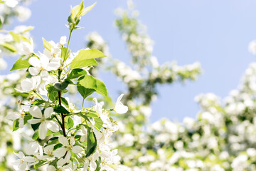 Blooming apple tree on the background of blue sky close-up.Natural and floral background..Selective focus.