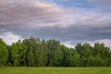 Green forest with green leaves and blue sky with clouds.