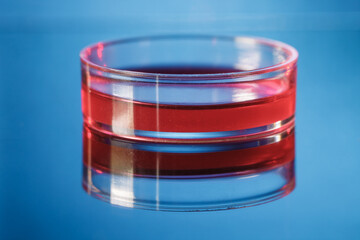 Petri dish with stem cell sample on blue background gene therapy experiment