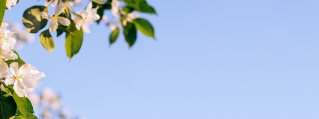 Blooming apple tree on the background of blue sky close-up.Natural and floral background..Selective focus,copy space.