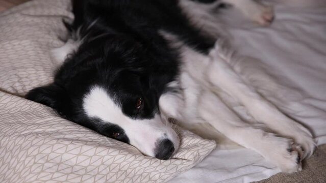Funny cute puppy dog border collie lying on pillow blanket in bed. Do not disturb me let me sleep. Pet dog lying nap sleeping at home indoors. Funny pets animals life concept