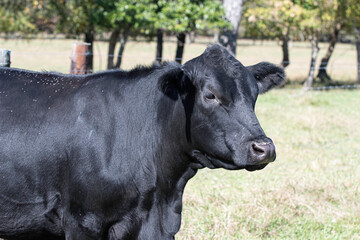 Black Angus cow