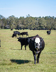 Black baldy cow walking toward camera