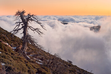 Mountain oak (Quercus faginea) between sea of clouds in the Sierra delas Nieves National Park in...