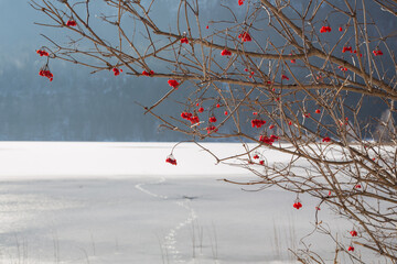 A bush of bright red winterberries in front of an idyllic sunny winter landscape at the north bank of the frozen bavarian lake Weissensee at the foothills of the Füssen mountains in the Allgäu region
