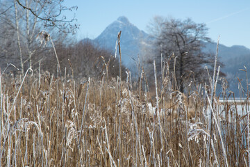 Cattails and with white frost covered sea grass at the bank of the frozen bavarian lake Weissensee...