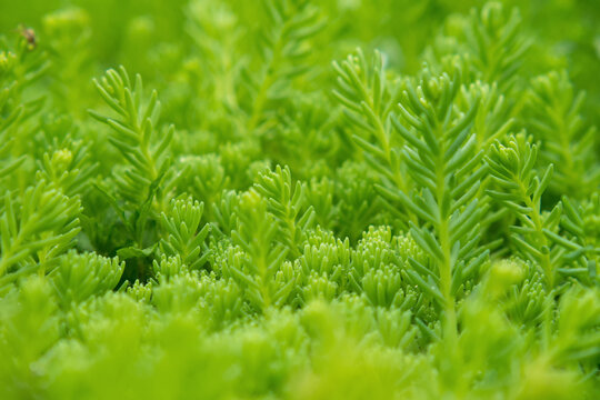 Green texture of golden sedum moss with dewdrops as background. Close-up, selective focus.