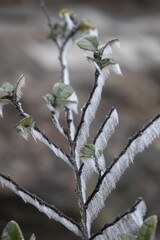 close up of branches covered by frost