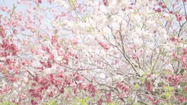 桃の花や桜のイメージ映像（ナチュラル）