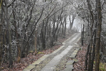 path in the forest