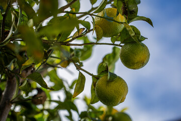 Limes hanging from a lime tree against a blue sky