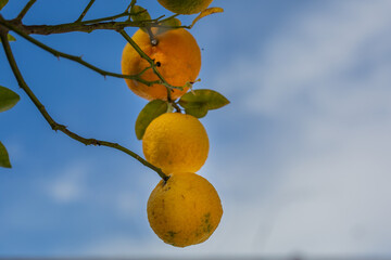 Oranges hanging from an orange tree with negative space